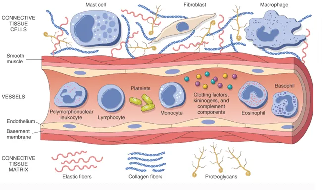One Molecule, Countless Conditions: The Biochemical Logic Behind Prednisone's Remarkable Versatility